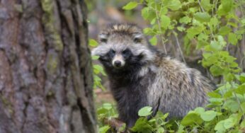 Tanuki: Anjing Misterius yang Berubah Wujud