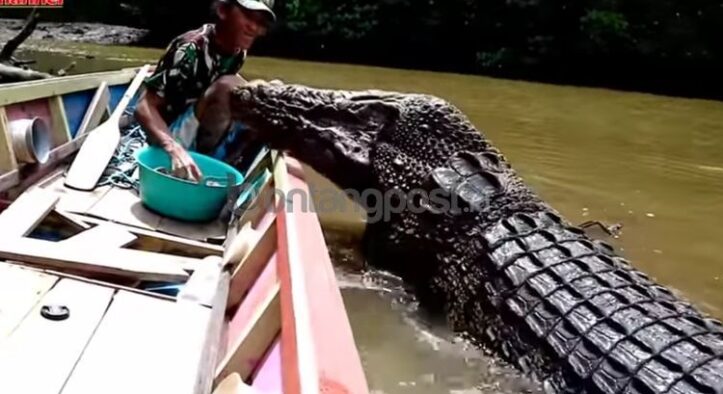 Buaya Jinak, Mungkin atau Mustahil?