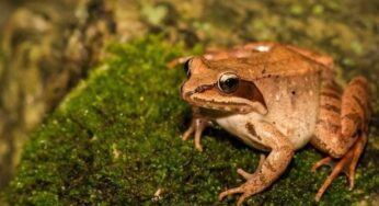 Katak Kayu Alaska, Hewan Kecil Berkemampuan Adaptasi Tinggi