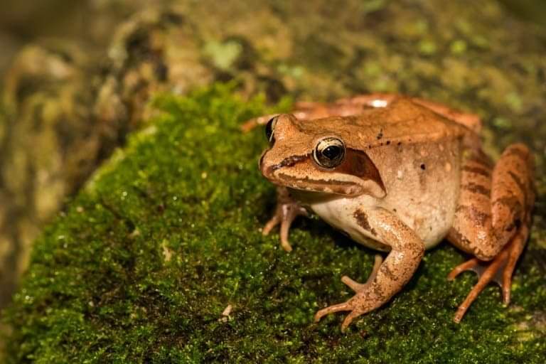 katak kayu alaska