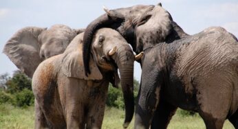 Mengungkap Dunia Gajah: Keajaiban Sosial dan Emosional Sang Raksasa