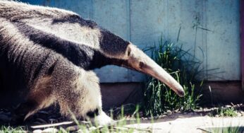 Hewan Raksasa yang Membuat Jaguar Gentar: Misteri Giant Anteater