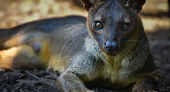 Fossa: Misteri Predator Tertinggi dari Jantung Hutan Madagaskar!