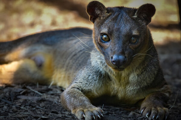 Predator Tertinggi dari Jantung Hutan Madagaskar