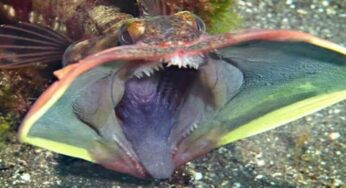 Menelusuri Misteri Rahang Ikan Sarcastic Fringehead yang Tidak Biasa