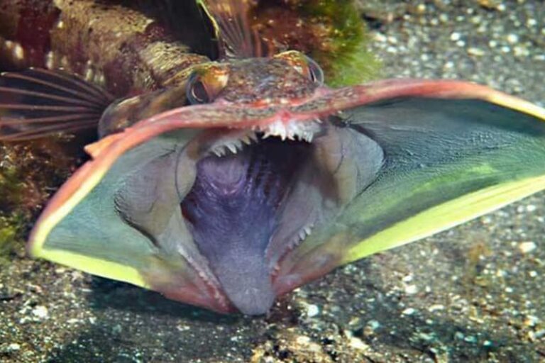 Rahang ikan Sarcastic Fringehead