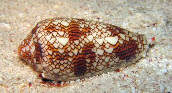 Cone Snail (Siput Kerucut): Ancaman Racun Tanpa Penawar Hingga Saat Ini