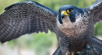 Peregrine Falcon: Spesies Burung Predator Berkecepatan Tinggi