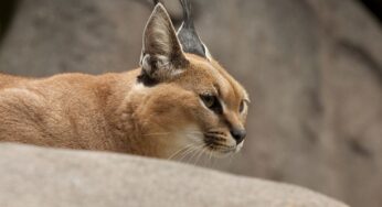 Caracal: Kucing Liar yang Memiliki Kekuatan Mematikan di Alam Bebas!