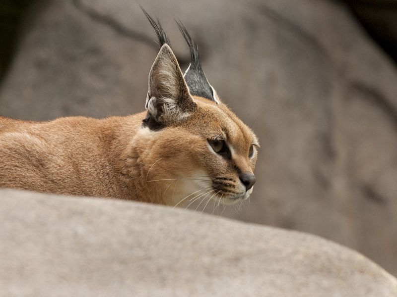 Caracal