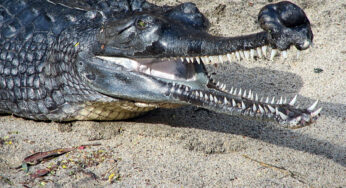 Gharial: Buaya Pemulung Sisa Jasad Manusia