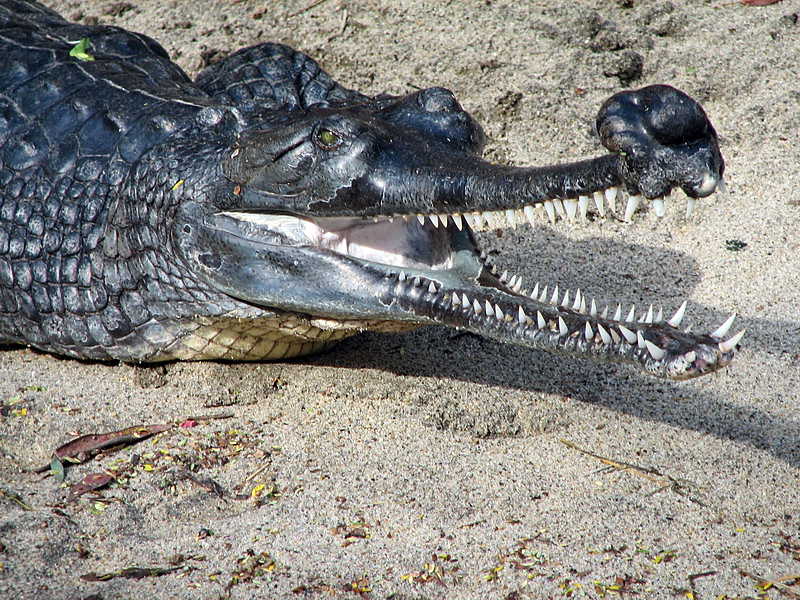 Gharial