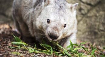 Kenapa Wombat Bisa Jadi Salah Satu Hewan Paling Aneh di Dunia?