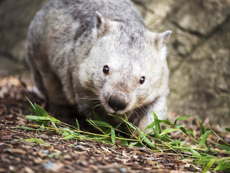 Kenapa Wombat