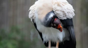 King Vulture: Keindahan dibalik Sebuah Kematian