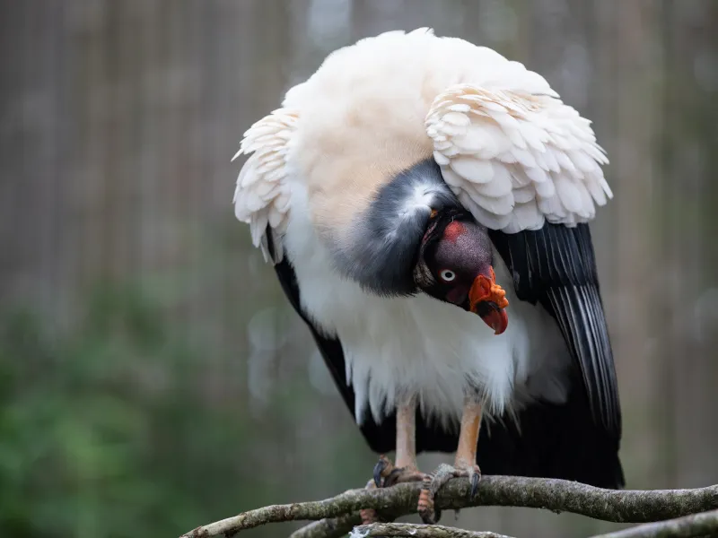 King Vulture