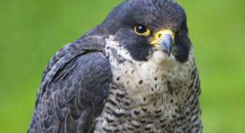 Peregrine Falcon: Sang Peluru Bernyawa yang Mengintai dari Langit