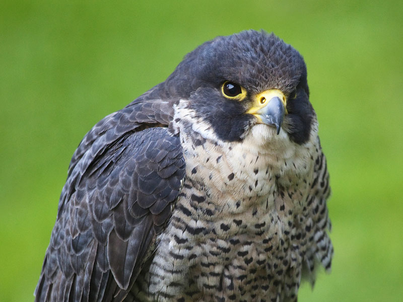 Peregrine Falcon