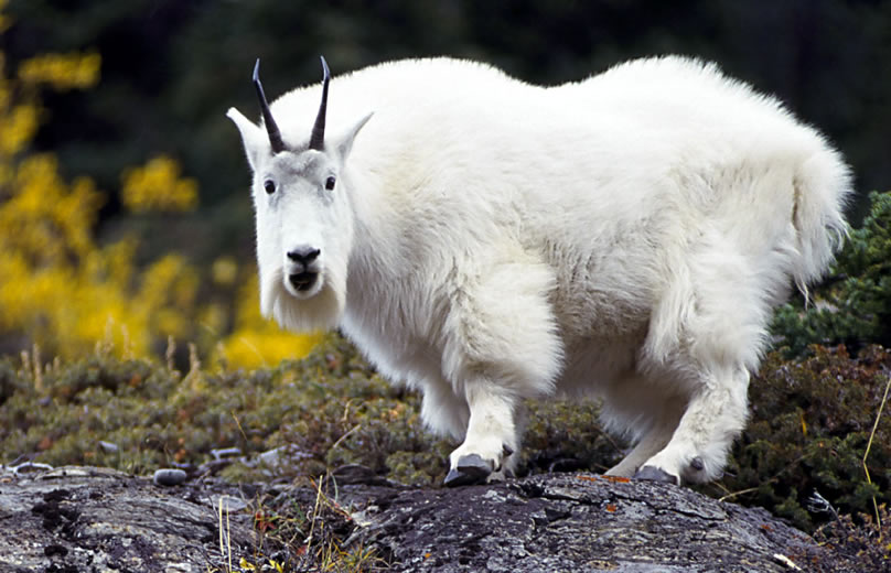 Kambing Gunung: Sang Penakluk Gunung yang Sulit Ditaklukan