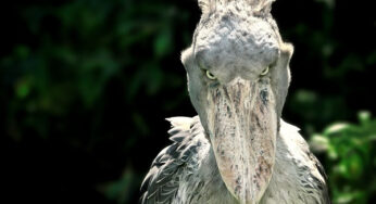 Shoebill: Dinosaurus Modern yang Kejam pada Keturunannya