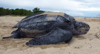 Penyu Belimbing: Reptil Raksasa Terbesar ke 4 Di Dunia Sekaligus Reptil Tercepat