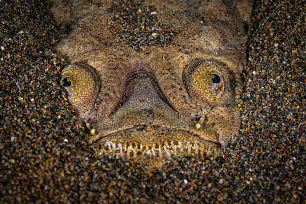 Ikan Stargazer yang Mengerikan