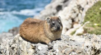 Hyrax: ‘Kelinci Batu’ yang Ternyata Kerabat Dekat Gajah dan Lembu Laut!