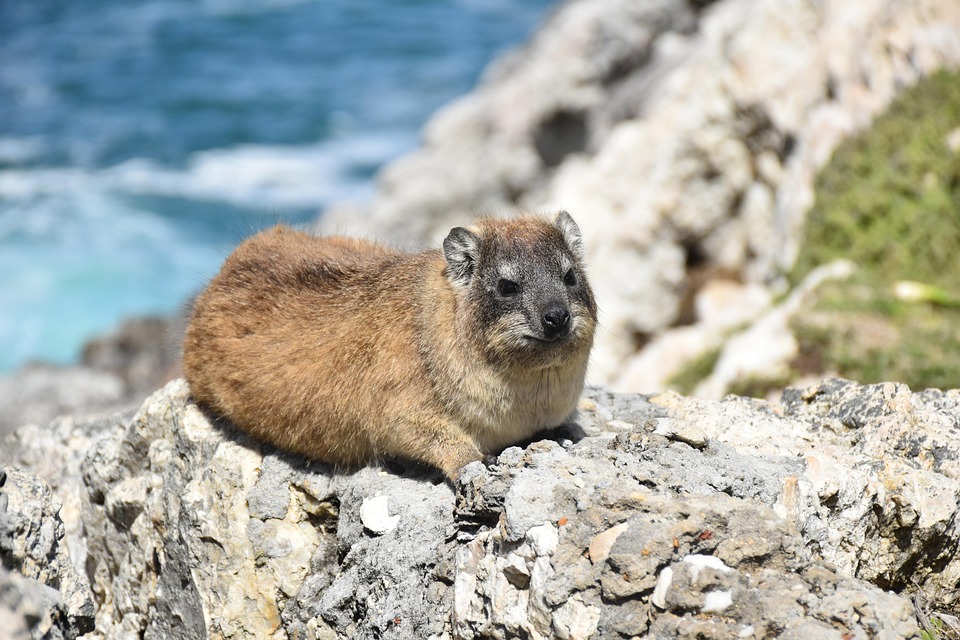 Hyrax: 'Kelinci Batu'