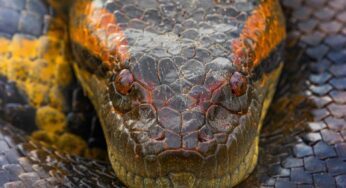 Anaconda: Raksasa Penguasa Heningnya Sungai Amazon