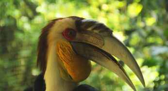 Hornbill: Burung Legendaris yang Menyimpan Kekuatan dan Misteri Alam!