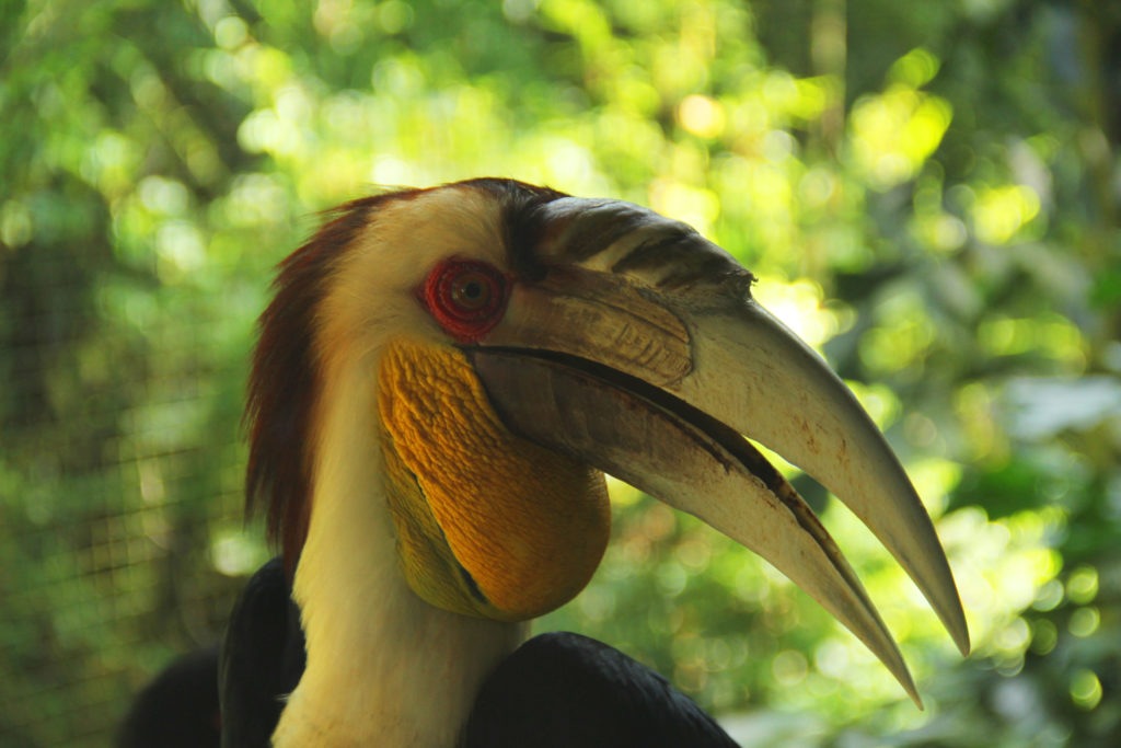 Hornbill: Burung Legendaris