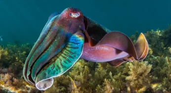 Cuttlefish: Saat Hewan Menggunakan Warna Menjadi Senjata Mautnya