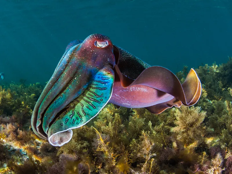 Cuttlefish