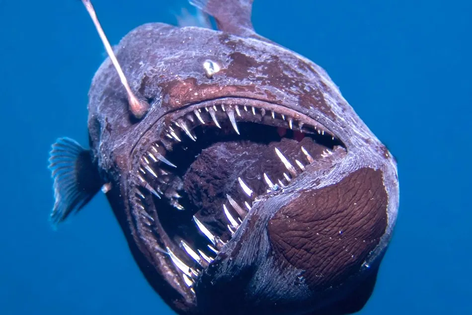 Humpback Anglerfish