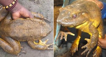 Katak Goliath: Amfibi Raksasa yang Menantang Alam