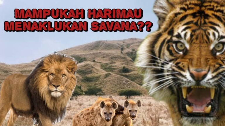Bisakah Harimau Menguasai Savana