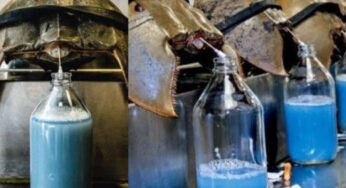 Mengungkap Keajaiban Darah Biru Kepiting Tapal Kuda: Apa yang Perlu Anda Ketahui?