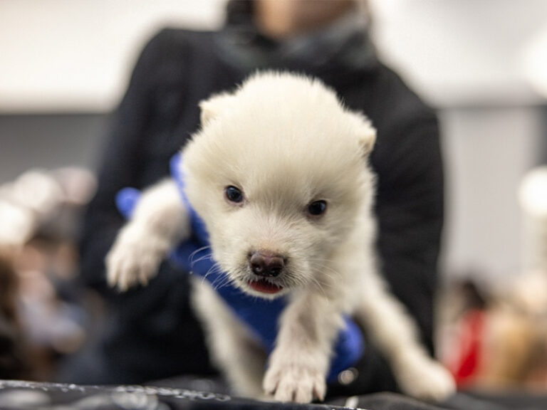 Kebangkitan Serigala Dire