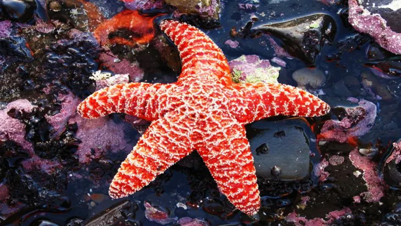 Bintang Laut Tidak Memiliki Otak: Fakta yang Mengejutkan