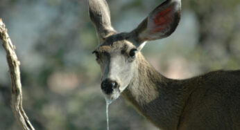Chronic Wasting Disease pada Rusa: Ancaman “Zombie Deer” dan Implikasinya untuk Indonesia