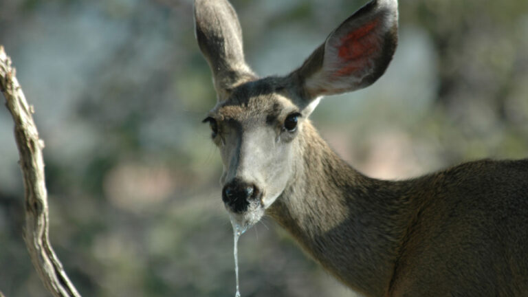 Chronic Wasting Disease pada Rusa: Ancaman “Zombie Deer” dan Implikasinya untuk Indonesia