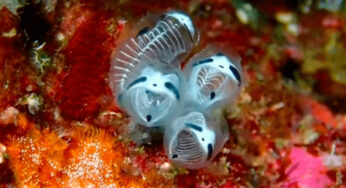 Clavelina ossipandae: Sea Squirt Panda Transparan yang Ditemukan di Jepang