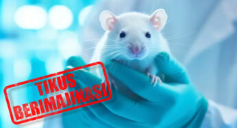 Fakta Unik yang Sangat Menarik Bahwa Tikus Bisa Berimajinasi