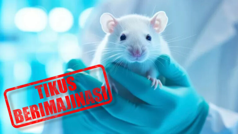 Fakta Unik yang Sangat Menarik Bahwa Tikus Bisa Berimajinasi