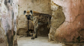 Fenomena Langka! Hyena Tutul Muncul Lagi Usai 5.000 Tahun Tak Terdeteksi