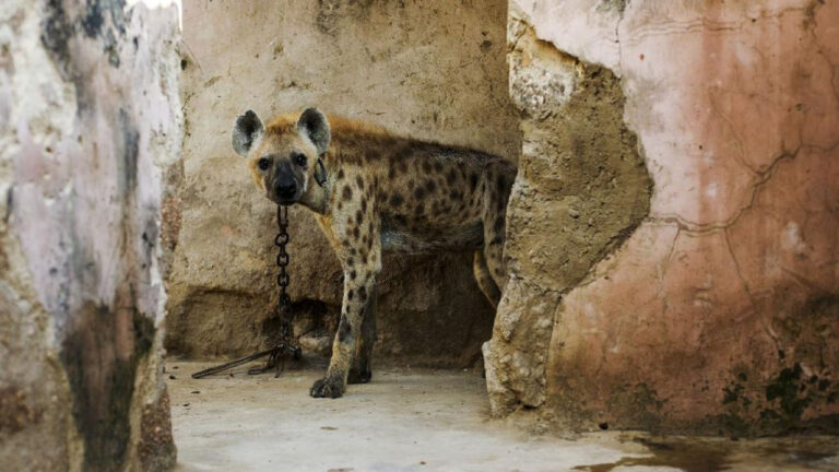 Hyena Tutul Muncul Lagi Usai 5.000 Tahun Tak Terdeteksi