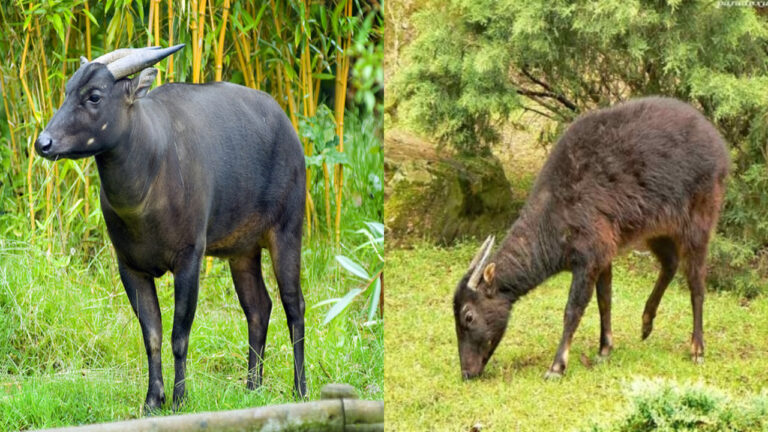 Mengenal Anoa Dataran Rendah dan Anoa Gunung: Satwa Endemik Sulawesi
