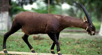 Saola: Mamalia Langka dari Pegunungan Annamite yang Dijuluki Unicorn Asia