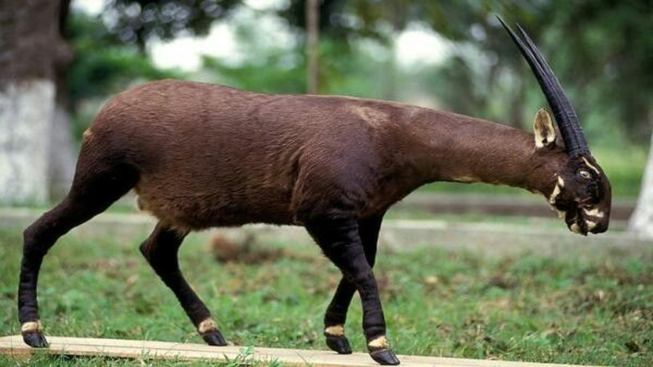 Saola: Mamalia Langka dari Pegunungan Annamite yang Dijuluki Unicorn Asia