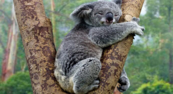 Sidik Jari Koala yang Mirip Manusia: Keunikan dari Dunia Hewan